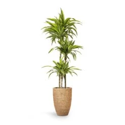 Ben Plant Pot - Straw Grass -Plant Supplies Sale Dracaena fragrans Lemon Lime Multi Stem 24x140cm 3stems Ben Plant Pot Straw Grass 30x41cm