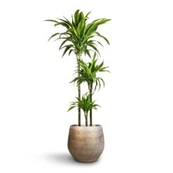 Dracaena Fragrans Lemon Lime - Multi Stem -Plant Supplies Sale Dracaena fragrans Lemon Lime Multi Stem 24x140cm 3stems Noor Plant Pot Metallic Grey 36x33cm 2