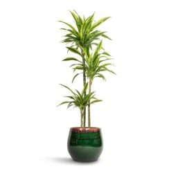 Charlotte Plant Pot - Green 22 Charlotte Plant Pot - Green -Plant Supplies Sale Dracaena fragrans Lemon Lime Multi Stem 24x145cm 3 stems Charlotte Plant Pot Green 33x30cm 9d02d633 744b 4642 96eb 8bc3306d9086