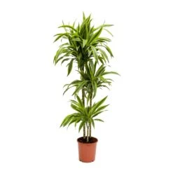 Dracaena Fragrans Lemon Lime - Multi Stem -Plant Supplies Sale Dracaena fragrans Lemon Lime Multi Stem Large