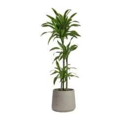 Patt Plant Pot - Grey Washed -Plant Supplies Sale Dracaena fragrans Lemon Lime Multi Stem Patt Plant Pot Grey Washed 5fb8f3d1 7454 44c1 b445 7bb9138f2993