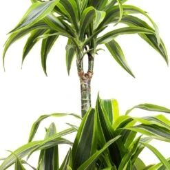 Dracaena Fragrans Lemon Lime - Multi Stem -Plant Supplies Sale Dracaena fragrans Lemon Lime Multi Stem SWATCH