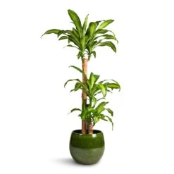 Aimee Plant Pot - Pear -Plant Supplies Sale Dracaena fragrans Massangeana Multi Stem 24x135cm 3 stems Aimee Plant Pot Pear 33x28cm 9d51daf9 fa5a 4318 8b6a 126301d74672