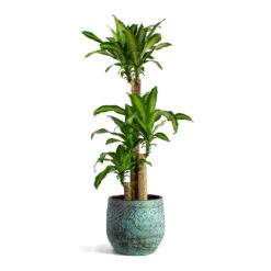 Dracaena Fragrans Massangeana - Multi Stem 13 Dracaena Fragrans Massangeana - Multi Stem -Plant Supplies Sale Dracaena fragrans Massangeana Multi Stem Evi Plant Pot Antique Bronze
