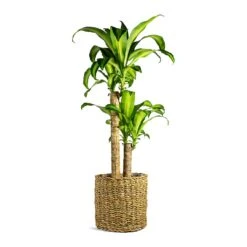 Dracaena Fragrans Massangeana - Multi Stem 14 Dracaena Fragrans Massangeana - Multi Stem -Plant Supplies Sale Dracaena fragrans Massangeana Multi Stem Ido Plant Baskets Set of 5 Natural
