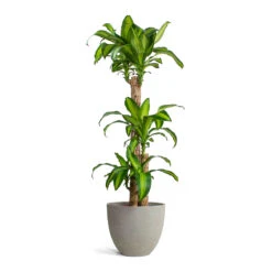Dracaena Fragrans Massangeana - Multi Stem 10 Dracaena Fragrans Massangeana - Multi Stem -Plant Supplies Sale Dracaena fragrans Massangeana Multi Stem Mini Jesslyn Plant Pot Grey Washed 1d2ee659 fe6e 49d7 97ae c150ba57569b