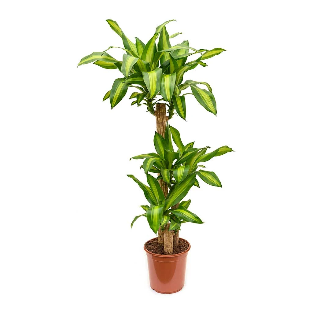 Dracaena Fragrans Massangeana - Multi Stem 4 Dracaena Fragrans Massangeana - Multi Stem - Image 4