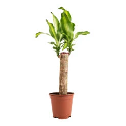 Dracaena Fragrans Massangeana - Single Stem -Plant Supplies Sale Dracaena fragrans Massangeana Single Stem 14x65cm