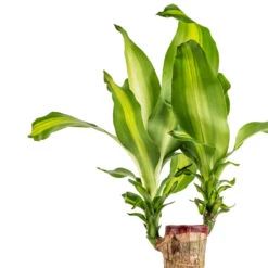Plant Supplies Sale -Plant Supplies Sale Dracaena fragrans Massangeana Single Stem SWATCH
