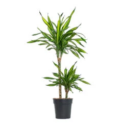 Dracaena Fragrans Riki - Multi Stem -Plant Supplies Sale Dracaena fragrans Riki Multi Stem 19cm