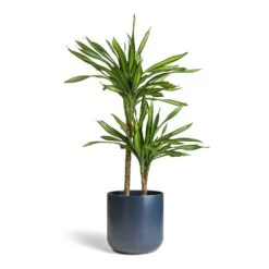 Dracaena Fragrans Riki - Multi Stem -Plant Supplies Sale Dracaena fragrans Riki Multi Stem 19x85cm 2 stems Lisbon Plant Pot Navy 24x24cm