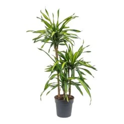 Dracaena Fragrans Riki - Multi Stem -Plant Supplies Sale Dracaena fragrans Riki Multi Stem 21cm