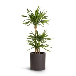 Dracaena Fragrans Riki - Multi Stem -Plant Supplies Sale Dracaena fragrans Riki Multi Stem 21x100cm 3stems Max Refined Planter Volcano Black 29x29.5cm a52b05ae d393 4543 83a5 e58e58009954