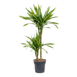Dracaena Fragrans Riki - Multi Stem -Plant Supplies Sale Dracaena fragrans Riki Multi Stem