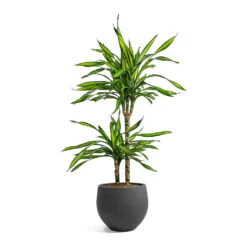 Mini Orb Kevan Plant Pot - Black Washed -Plant Supplies Sale Dracaena fragrans Riki Multi Stem Mini Orb Kevan Plant Pot Black Washed 0db091ea c26e 4629 9fec 3ecb01bfb139