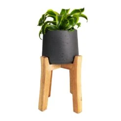 Patt Plant Pot - Tall Stand - Black Washed -Plant Supplies Sale Dracaena fragrans Tornado Head 12x25cm Patt Plant Pot Tall Stand Black Washed 23x34cmcopy 99b01b54 1c04 4197 876a 62e4fc0fa06a
