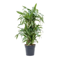 Dracaena Fragrans Ulises - Branched 6 Dracaena Fragrans Ulises - Branched -Plant Supplies Sale Dracaena fragrans Ulises Branched
