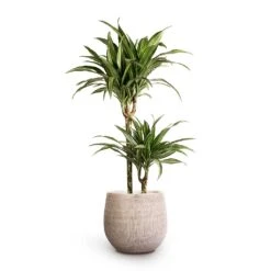 Ryan Plant Pot - White Black -Plant Supplies Sale Dracaena fragrans Ulises Multi Stem 19x100cm 2stems Ryan Plant Pot White Black 26x26cm
