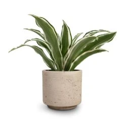 Novi Plant Pot - Grey Washed -Plant Supplies Sale Dracaena fragrans White Jewel Head 12x25cm Novi Plant Pot Grey Washed 15x13.5cm 30716801 5704 459c bb70 5b0ac1175870