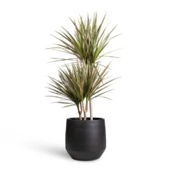 Dracaena Marginata Bicolour - Multi Stem 8 Dracaena Marginata Bicolour - Multi Stem -Plant Supplies Sale Dracaena marginata Bicolour Multi Stem 21x100cm 3 stems Norell Plant Pot Black 29x28cm 1fd7fde6 3cbc 4bbb 91b6 68db9ad31429