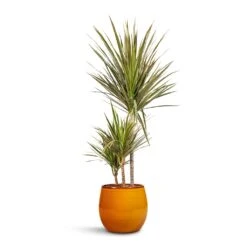 Charlotte Plant Pot - Spiced Ochre -Plant Supplies Sale Dracaena marginata Bicolour Multi Stem 21x110cm 3 stems Charlotte Plant Pot Spiced Ochre 23x20cm