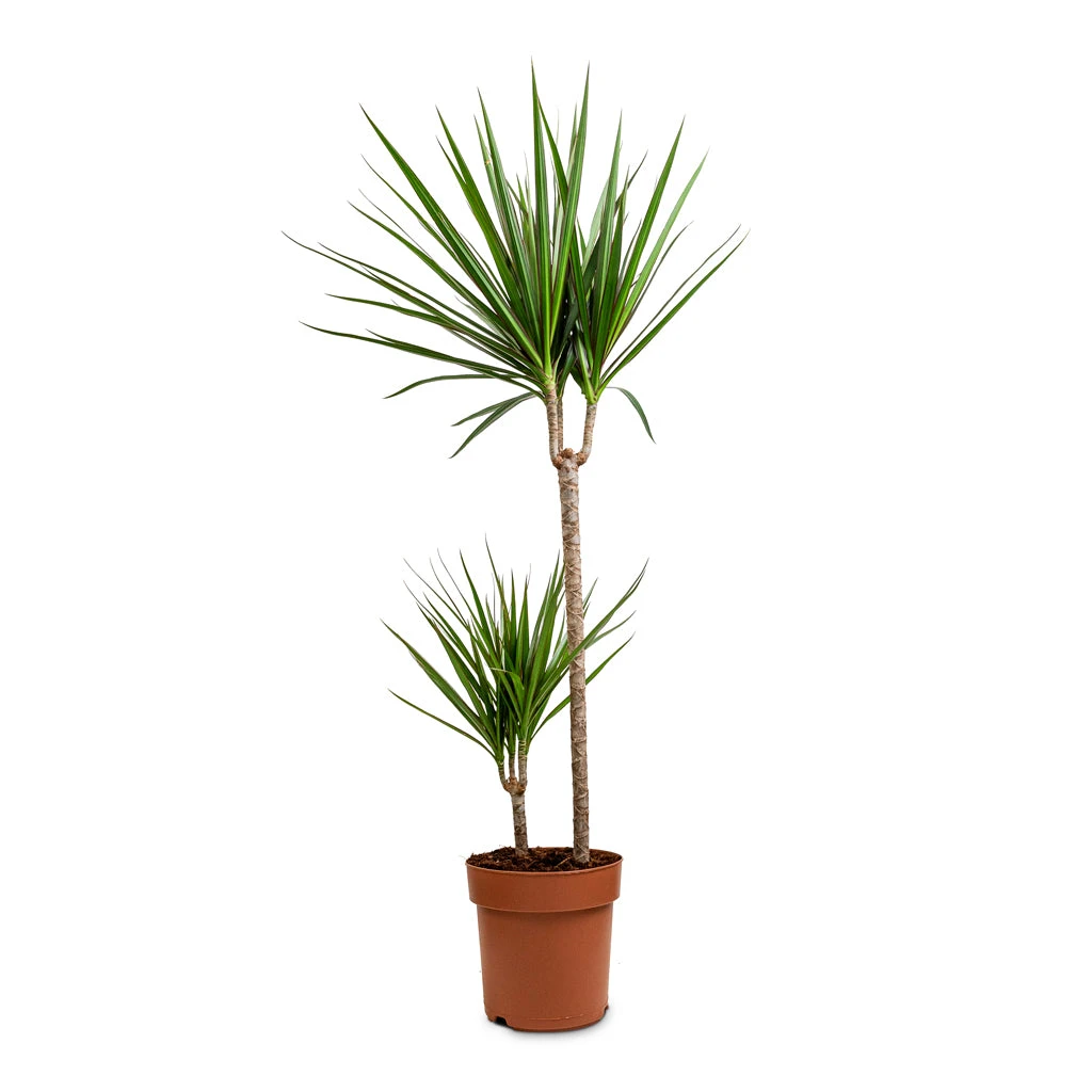 Dracaena Marginata Red Edged - Multi Stem 18 Dracaena Marginata Red Edged - Multi Stem - Image 18