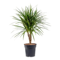 Dracaena Marginata Red Edged - Branched -Plant Supplies Sale Dracaena marginata Red Edged Branched 21x75cm