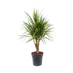 Dracaena Marginata Red Edged - Branched -Plant Supplies Sale Dracaena marginata Red Edged Branched 24x90cm