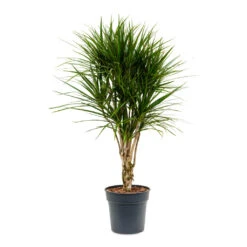 Dracaena Marginata Red Edged - Branched -Plant Supplies Sale Dracaena marginata Red Edged Branched 27x120cm
