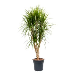 Dracaena Marginata Red Edged - Branched -Plant Supplies Sale Dracaena marginata Red Edged Branched 30x160cm