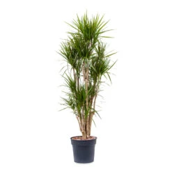 Dracaena Marginata Red Edged - Branched -Plant Supplies Sale Dracaena marginata Red Edged Branched 34x190cm