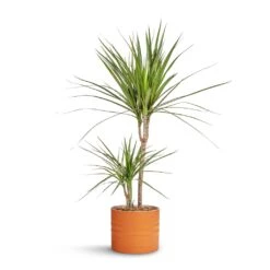 Dracaena Marginata Red Edged - Multi Stem 25 Dracaena Marginata Red Edged - Multi Stem -Plant Supplies Sale Dracaena marginata Red Edged Multi Stem 17x75cm Hadleigh Plant Pot Amber 20x17.5cm 8a54f908 e819 496b 9db4 0fc155fb3b23