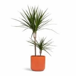 Dracaena Marginata Red Edged - Multi Stem 28 Dracaena Marginata Red Edged - Multi Stem -Plant Supplies Sale Dracaena marginata Red Edged Multi Stem 17x75cm 2 stems Lisbon Plant Pot Coral 21x21cm 91e20c74 f934 4073 91a9 75cbbee6611f