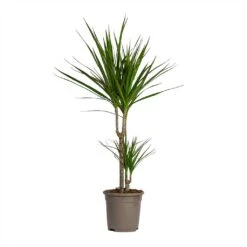 Dracaena Marginata Red Edged - Multi Stem 27 Dracaena Marginata Red Edged - Multi Stem -Plant Supplies Sale Dracaena marginata Red Edged Multi Stem 17x85cm 2 stems