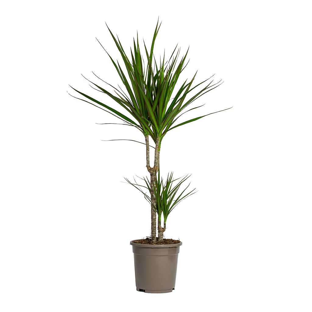 Dracaena Marginata Red Edged - Multi Stem 10 Dracaena Marginata Red Edged - Multi Stem - Image 10