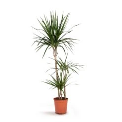 Dracaena Marginata Red Edged - Multi Stem 31 Dracaena Marginata Red Edged - Multi Stem -Plant Supplies Sale Dracaena marginata Red Edged Multi Stem 21x110cm 3stems