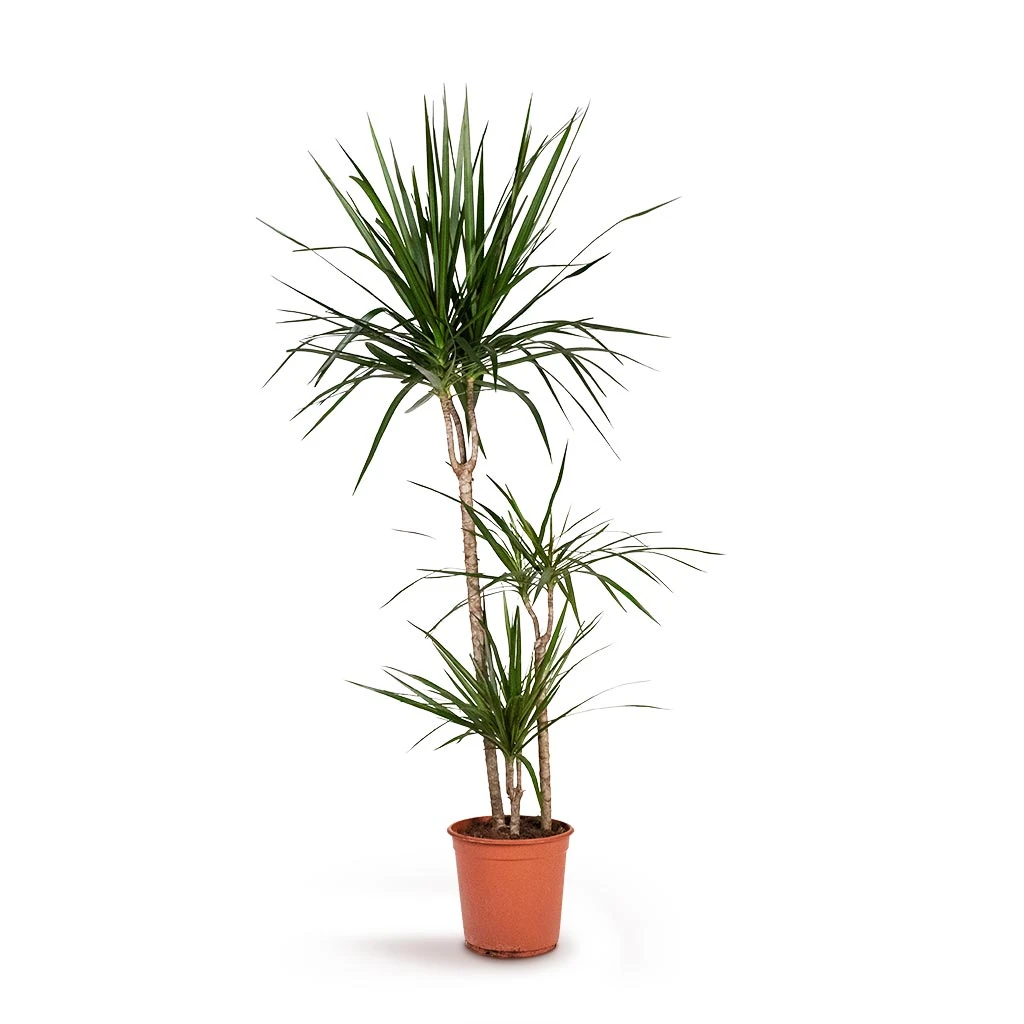 Dracaena Marginata Red Edged - Multi Stem 14 Dracaena Marginata Red Edged - Multi Stem - Image 14