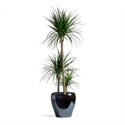 Dracaena Marginata Red Edged - Multi Stem 21 Dracaena Marginata Red Edged - Multi Stem -Plant Supplies Sale Dracaena marginata Red Edged Multi Stem 24x110cm 3 stems Amora Plant Pot Anthracite Mirror 32x32cm eeee0176 a201 4681 936b a6b1d10176e7