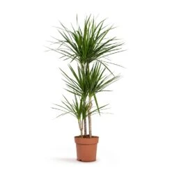 Dracaena Marginata Red Edged - Multi Stem 23 Dracaena Marginata Red Edged - Multi Stem -Plant Supplies Sale Dracaena marginata Red Edged Multi Stem 24x140cm 3stems