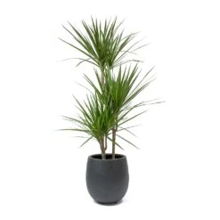 Dracaena Marginata Red Edged - Multi Stem 24 Dracaena Marginata Red Edged - Multi Stem -Plant Supplies Sale Dracaena marginata Red Edged Multi Stem Balloon Plant Pot Anthracite Concrete c02ffdd2 9afd 4d71 bd05 5b23cbe96298