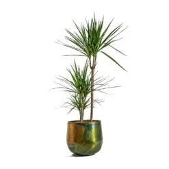 Dracaena Marginata Red Edged - Multi Stem 20 Dracaena Marginata Red Edged - Multi Stem -Plant Supplies Sale Dracaena marginata Red Edged Multi Stem Elisa Metal Plant Pots Set of 3 Vintage Green