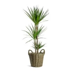 Dracaena Marginata Red Edged - Multi Stem 32 Dracaena Marginata Red Edged - Multi Stem -Plant Supplies Sale Dracaena marginata Red Edged Multi Stem Nanna Wikr Plant Basket Natural