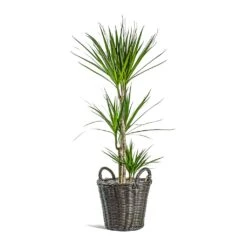 Nanna Wikr Plant Basket - Dark Brown -Plant Supplies Sale Dracaena marginata Red Edged Multi Stem Nanna Wikr Plant Basket dark brown 7c3fb506 98b9 4223 bd66 6ace92311093
