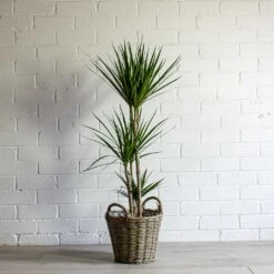 Dracaena Marginata Red Edged - Multi Stem 33 Dracaena Marginata Red Edged - Multi Stem -Plant Supplies Sale Dracaena marginata Red Edged Multi Stem Nanna Wikr Plant Basket natural 46abb40a 307c 4e49 883e e664d90d7408
