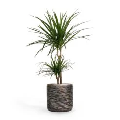 Dracaena Marginata Red Edged - Multi Stem 26 Dracaena Marginata Red Edged - Multi Stem -Plant Supplies Sale Dracaena marginata Red Edged MultiStem 17x85cm Plant Pot Luxe Lite Wrinkle Cylinder Planter Bronze 23x22cm