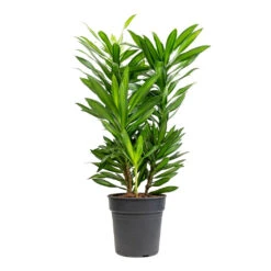 Dracaena Reflexa Song Of Jamaica -Plant Supplies Sale Dracaena reflexa Song of Jamaica 19x80cm
