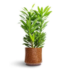 Nolan Plant Pot - Caramel -Plant Supplies Sale Dracaena reflexa Song of Jamaica 19x80cm Nolan Plant Pot Caramel 23x21cm 2d17ca0c 7b37 4ef4 a73b a5448ec6baa3