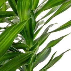 Dracaena Reflexa Song Of Jamaica -Plant Supplies Sale Dracaena reflexa Song of Jamaica SWATCH 2