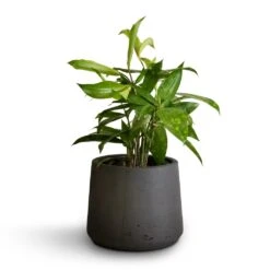 Patt Plant Pot - Black Washed 22 Patt Plant Pot - Black Washed -Plant Supplies Sale Dracaena surculosa 12x40cm Patt Plant Pot Black Washed 17x14cm b71e6e31 f1c7 47e2 89e6 60d7c7340653