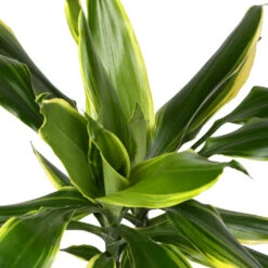 Dracaena Fragrans Golden Coast - Multi Stem -Plant Supplies Sale DracaenafragransGoldenCoast 1